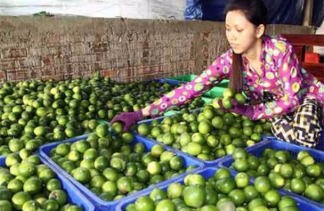 Hậu Giang: Trồng chanh không hạt, không những hết nghèo còn tiền tỷ tậu ô tô