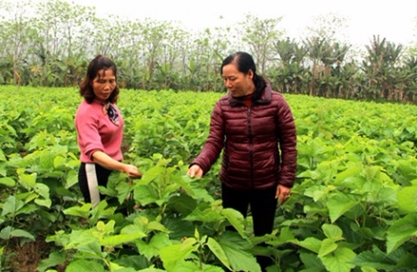 Yến Bái: Trồng dâu nuôi tằm thu 60 tỷ, sang năm phấn đấu thu 150 tỷ