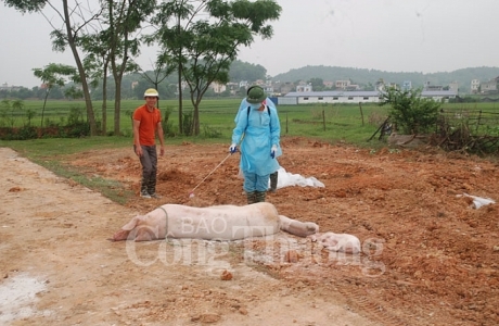 Công điện của Thủ tướng về phòng chống dịch tả lợn châu Phi