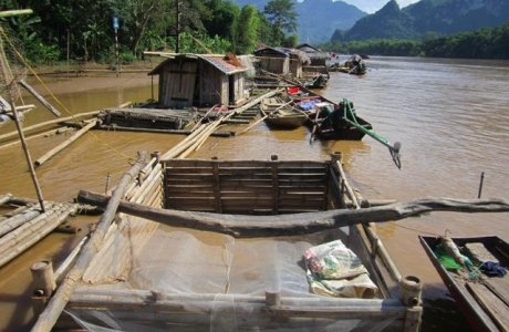 Thanh Hóa: Xuống hồ thủy điện ở sông Mã nuôi toàn loài cá ngon