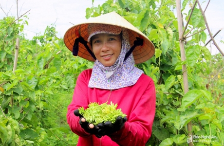 Trồng hoa thơm làm rau bán cháy hàng, nông dân bỏ túi 1 triệu/ngày