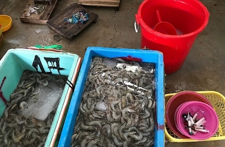 Ban Chỉ đạo 389 Quốc gia yêu cầu ngăn chặn hành vi đưa tạp chất vào tôm