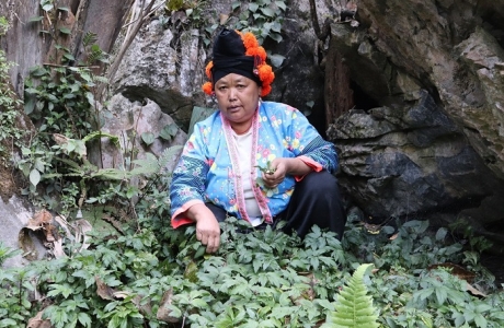 Người dân vùng cao khao khát được trồng cây dược liệu