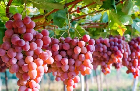 Hơn nửa năm, Việt Nam tăng 3 bậc trong top thị trường nhập khẩu nho tươi của Autralia