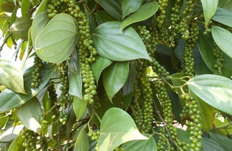 Hạt tiêu thơm, người trồng thì 'cay'