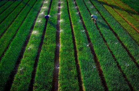 Nông nghiệp Nghệ An trong hành trình cơ cấu lại để phát triển