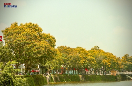 Mê mẩn với sắc vàng của hoàng điệp trải thảm trên những cung đường xứ Huế