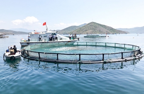 Ảnh hưởng dịch bệnh Covid-19, người sản xuất nuôi trồng thủy sản chật vật