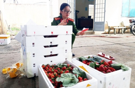 Nông sản Trung Quốc đội lốt đặc sản Đà Lạt: Gian thương tiếp tay