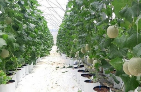 Hợp tác xã nông nghiệp công nghệ cao đầu tiên ở Bình Định