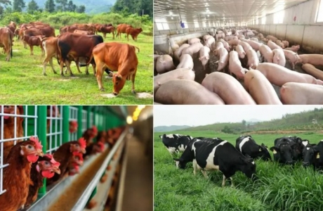 Năm 2025, ngành chăn nuôi sẽ tăng giá trị sản xuất từ 4-5%/năm
