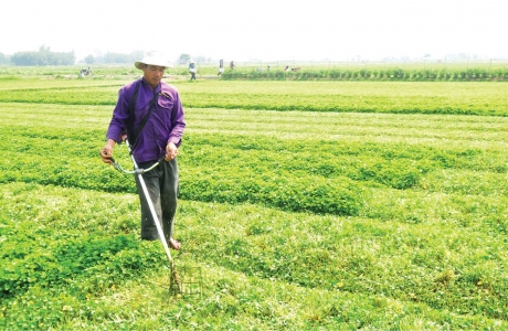 Thiếu nguồn giống sản xuất, khôi phục vùng rau sau lũ ở miển Trung