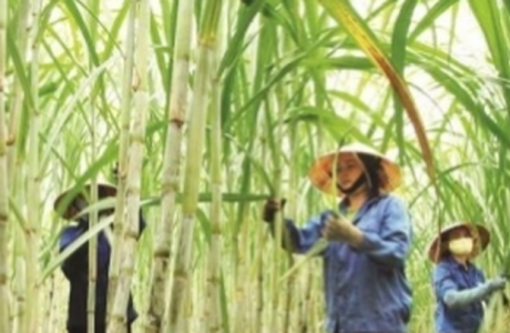 Đối mặt với đường giá rẻ ngoại nhập, bao giờ doanh nghiệp Việt hết cảnh 'chạy cơm từng bữa'?