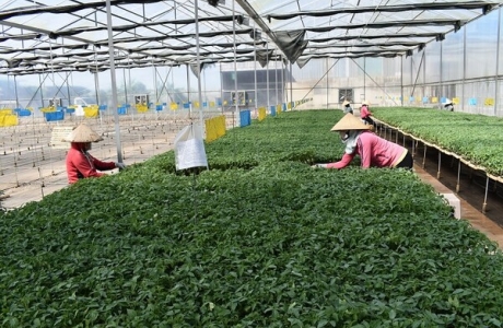 Ứng dụng công nghệ cao trong nông nghiệp