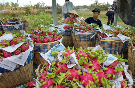 Thương lái Trung Quốc ép giá, người trồng thanh long lao đao