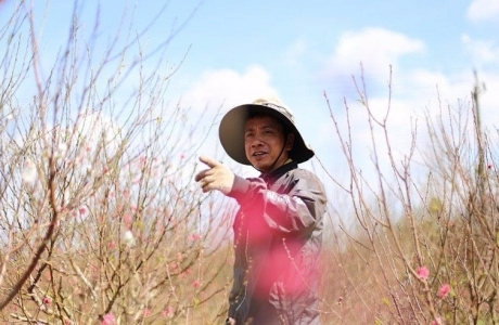 Chủ vựa hoa Tết 