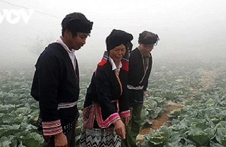 Trồng rau sạch có thu nhập hàng chục triệu đồng ở Vân Hồ, Sơn La