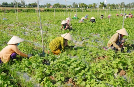 Xếp sao cho Hợp tác xã như sản phẩm OCOP