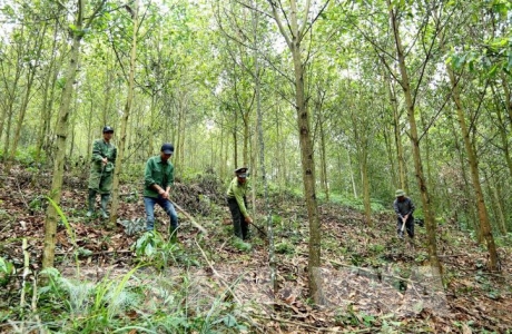 Kiện toàn Ban chỉ đạo Trung ương thực hiện chương trình phát triển lâm nghiệp bền vững