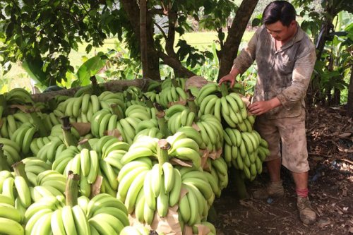 Giá chuối 1.000 đồng/kg, dân chán nản không muốn thu hoạch