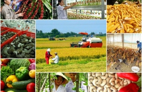 Bức tranh tươi sáng của ngành nông nghiệp với GDP cao nhất 13 năm qua