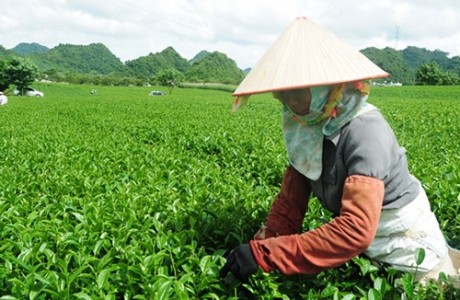 Xây dựng tiêu chuẩn nông nghiệp hữu cơ cho sản phẩm chủ lực