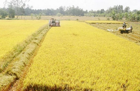 Chuyển mục đích sử dụng đất tại 2 tỉnh