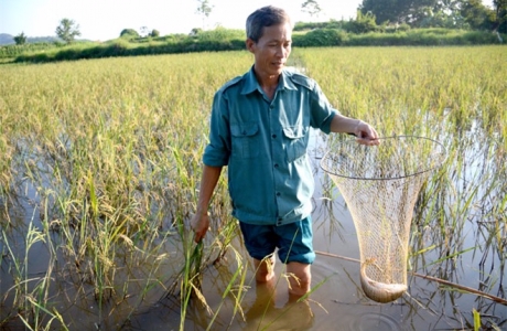 Tuyên Quang: Nuôi cá chép trong ruộng lúa, chả phải cho ăn mà cá vẫn to, bự