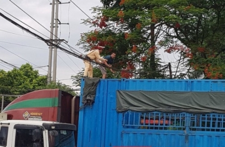 CSGT Hà Nội huy động tài xế container xử lý dây điện rơi xuống đường