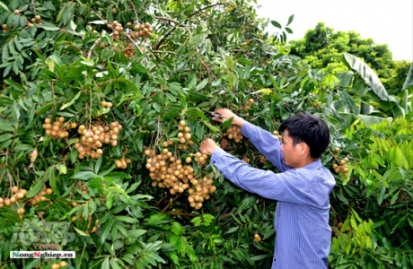 Tuyên Quang: Nhãn mất mùa nhưng được giá