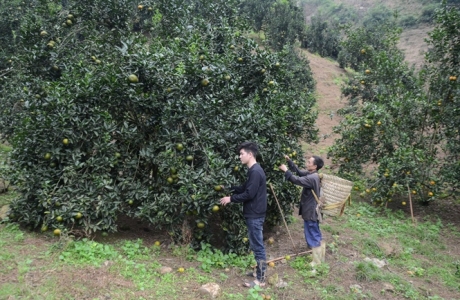 Tuyên Quang: Khuyến khích phát triển nông nghiệp sạch