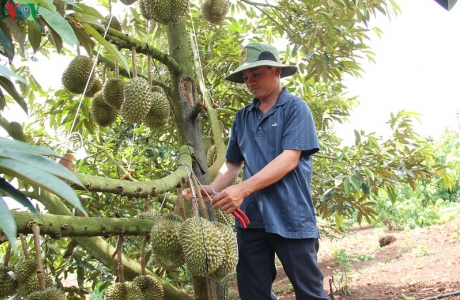 Diện tích trồng cây ăn quả ở Đắk Lắk đang tăng “chóng mặt“