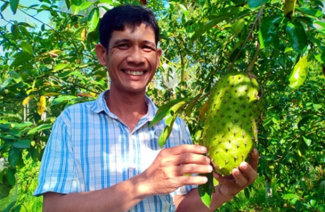 Đưa mãng cầu xiêm ra ruộng lại làm cả trà hữu cơ, không đủ bán