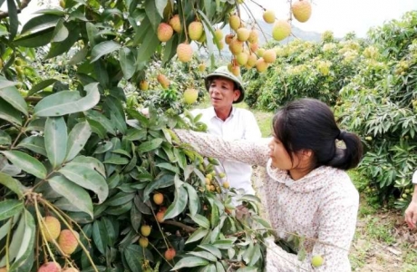 Mở rộng vùng sản xuất vải theo tiêu chuẩn quốc tế