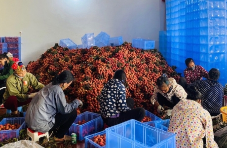 Nông nghiệp phấn đấu đạt mục tiêu “kép”