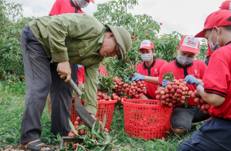 30 tấn vải thiều Bắc Giang sắp lên tàu sang Mỹ