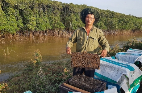 Nuôi ong bảo vệ rừng ngập mặn