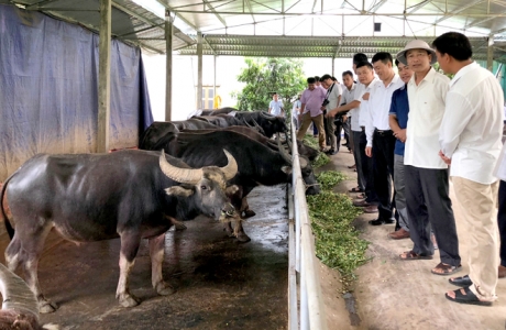Tuyên Quang hướng tới đột phá trong lĩnh vực nông nghiệp