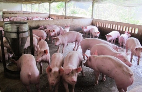 Hưng Yên khuyến cáo người dân không nên ồ ạt nuôi lợn