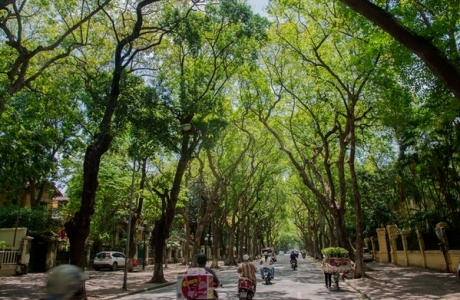 Nhiều địa phương phát động 'Tết trồng cây' và Chương trình trồng mới 1 tỉ cây xanh