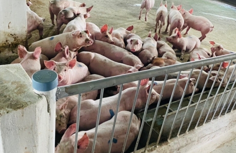 Ngày 11/3, thịt heo ăn chuối Bapi của HAGL sẽ bán tại Thành phố Hồ Chí Minh
