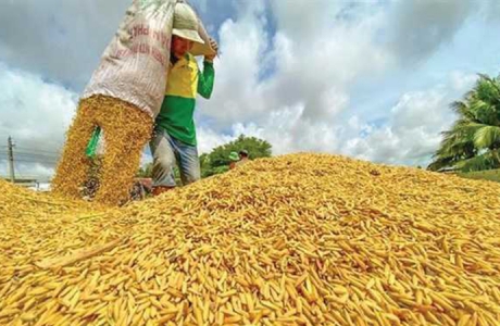 Nông phẩm Việt đua nhau xuất khẩu