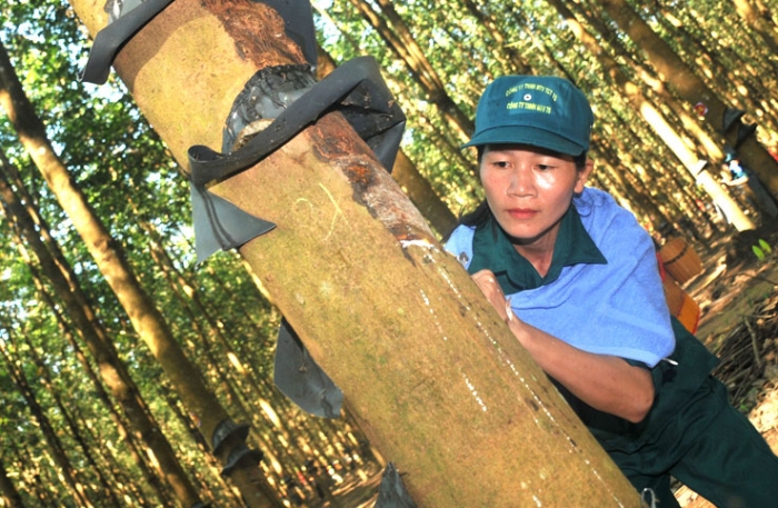 Công ty 78: 100% tuyển thủ tham gia hội thi cạo mủ cao su đạt giỏi và xuất sắc