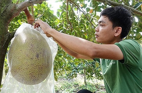 Trồng giống mít ruột không vàng mà lại đỏ, chăm nhàn tênh mỗi năm thu nhập nửa tỷ đồng