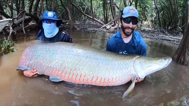 Câu được con cá hải tượng long nặng 160kg trên sông- Ảnh 1. Câu được con cá hải tượng long nặng 160kg trên sông- Ảnh 1.