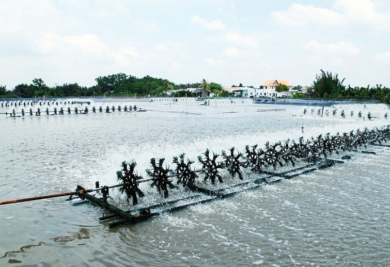 Vượt khó nửa đầu năm, doanh nghiệp xuất khẩu tôm nỗ lực tăng tốc để về đích