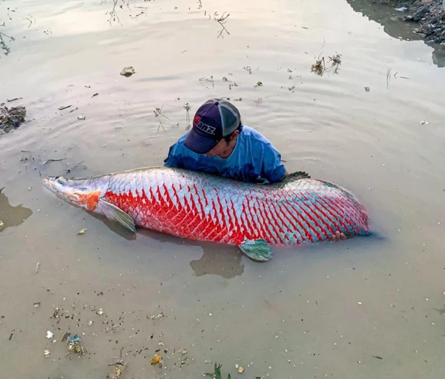 Nam thanh niên câu được con cá hải tượng long khổng lồ trên sông- Ảnh 1. Nam thanh niên câu được con cá hải tượng long khổng lồ trên sông- Ảnh 1.