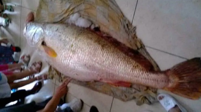 Con rể "chơi lớn" chi 10 tỷ đồng mua con cá nặng 100kg tặng bố vợ- Ảnh 1. Con rể "chơi lớn" chi 10 tỷ đồng mua con cá nặng 100kg tặng bố vợ- Ảnh 1.
