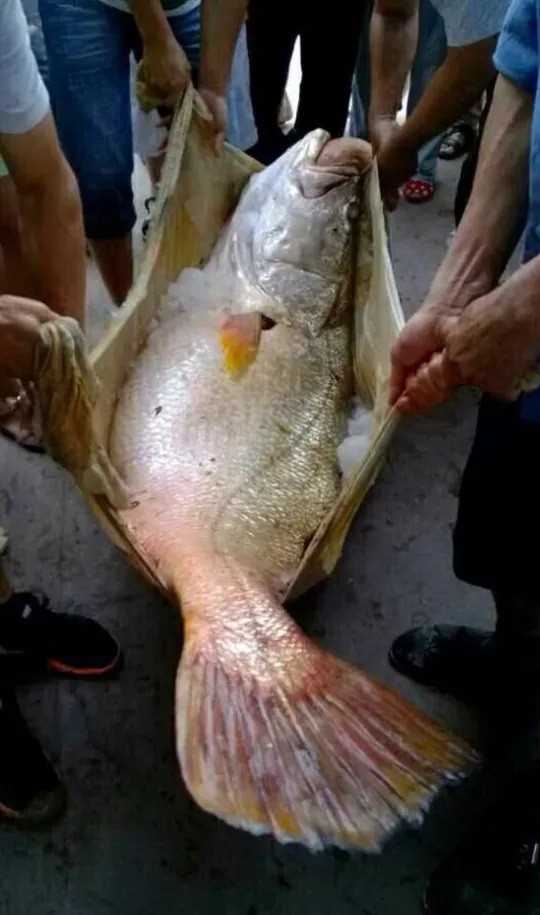 Con rể "chơi lớn" chi 10 tỷ đồng mua con cá nặng 100kg tặng bố vợ- Ảnh 2. Con rể "chơi lớn" chi 10 tỷ đồng mua con cá nặng 100kg tặng bố vợ- Ảnh 2.
