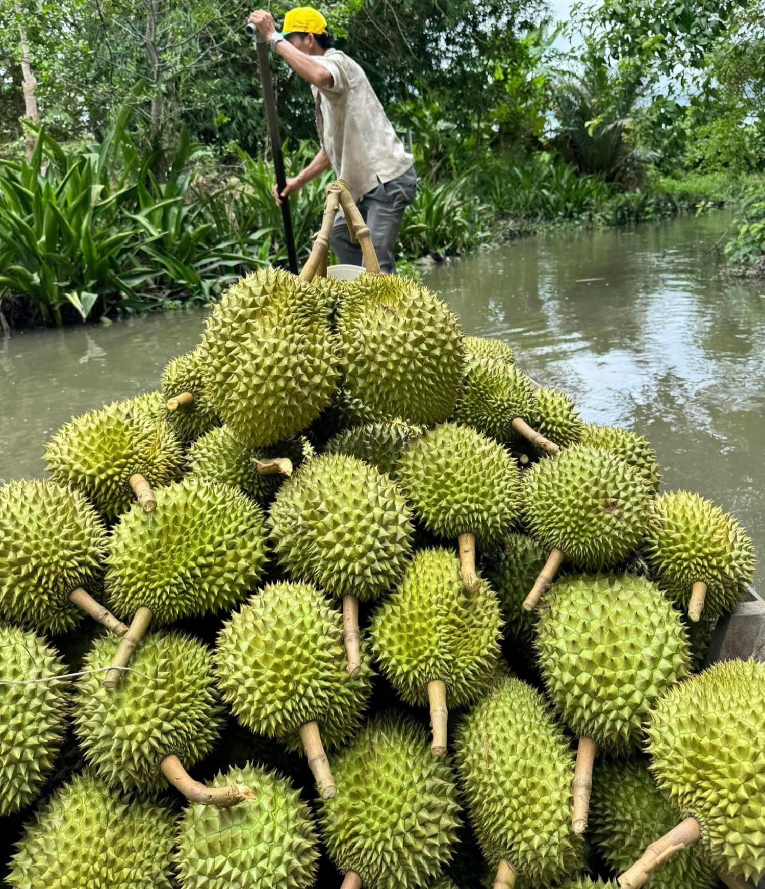 Một loại "trái cây tỷ đô" xô đổ kỷ lục chưa từng có trong lịch sử- Ảnh 2.